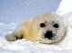 Seal!