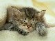 Kitten!