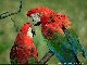 Parrots!