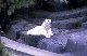 Polarbear!